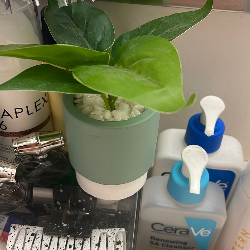 Decorative Plant